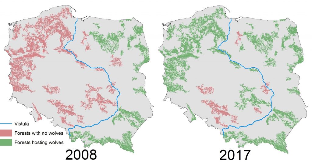 Wolf range in Poland: comparison between 20th-century low point and current recovery
