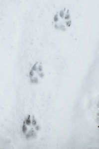 wolf tracks