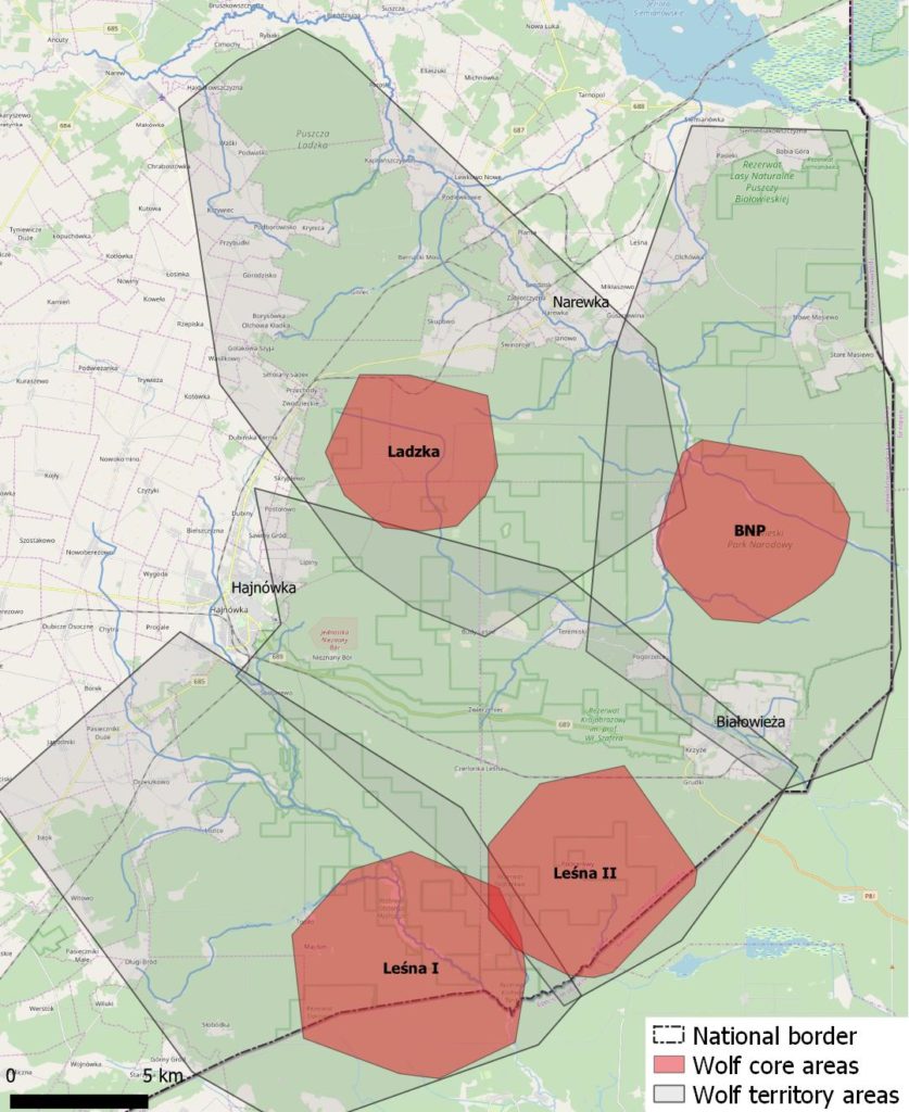 Wolves in Białowieża Forest - the four territories