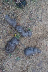 wolf scat