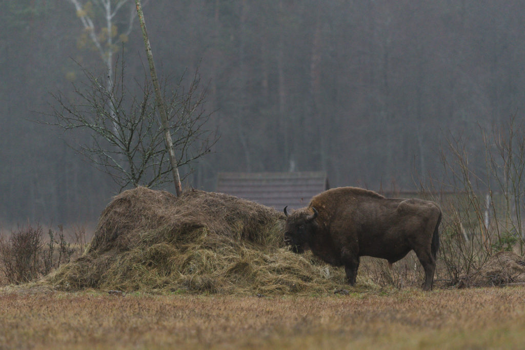Teremiski bison