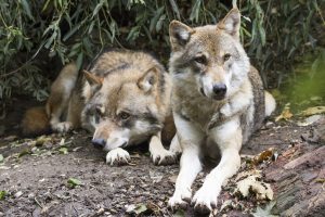 Wolf pack in Białowieża Forest – wolves in Poland's primeval old-growth forest