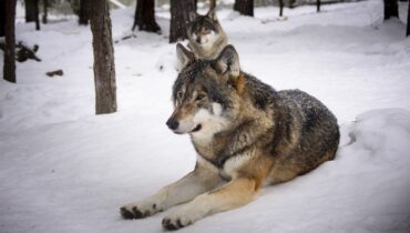The Wolf – A Short History