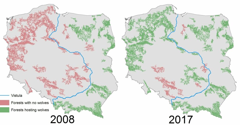 A Short Wolf History - Tracking Wolves