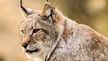 Lynx in Poland. Where can we find them?