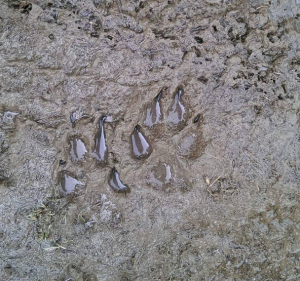 Wolf paw print in snow – track identification in Białowieża Forest