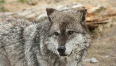 An Introduction to Wolves in Poland