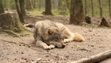 Wolves in Poland. Where can we find them?