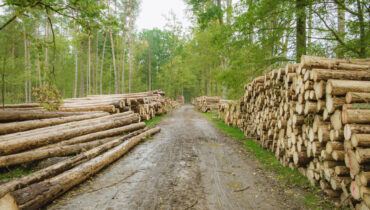 The story and science behind the legal battle to save Europe’s last primeval forest