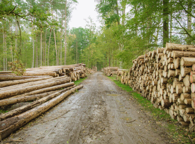 The story and science behind the legal battle to save Europe’s last primeval forest