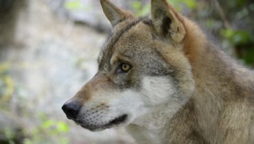 The Wolf – Natura 2000