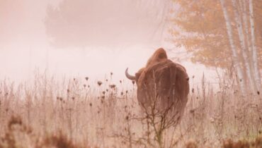 The story of the bison of Białowieża Forest