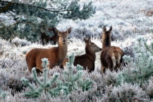 Roe deer in Białowieża Forest – primary prey species for wolf packs
