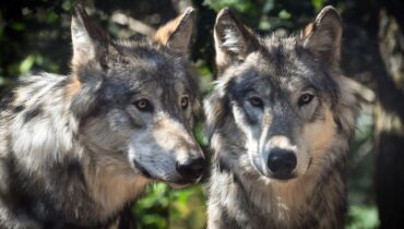 The private life of wolves