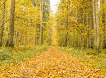 10 Reasons to visit Białowieża Forest