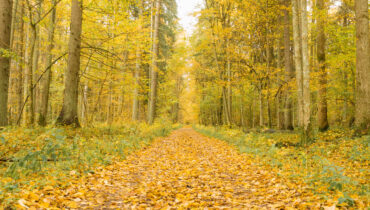 10 Reasons to visit Białowieża Forest