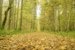 Orange_highway