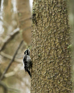 Three toed woodpecker
