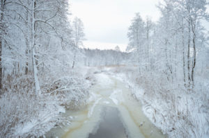 Białowieża Forest in winter