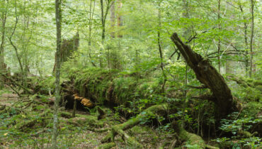 Six reasons why Białowieża Forest is so precious