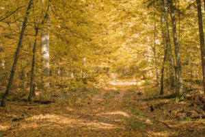 Białowieża Forest in autumn
