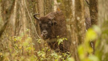 How to spot a wild European bison
