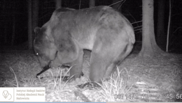 We recorded a bear in Białowieża Forest!