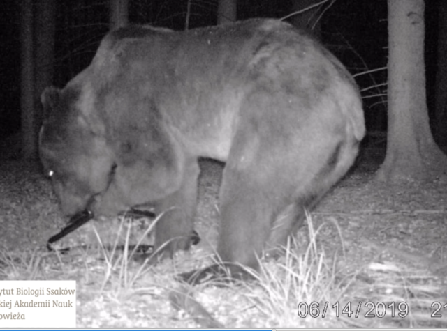 We recorded a bear in Białowieża Forest!