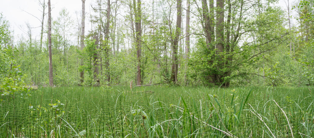 Horsetails in southeast Białowieża Forest