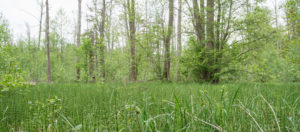 Horsetails in southeast Białowieża Forest