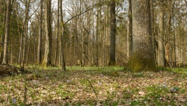 Where to find the best-preserved parts of Białowieża Primeval Forest