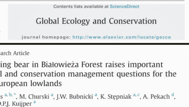 Our new paper: bears in Białowieża Forest