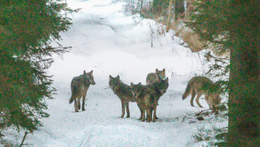 Wolves in Białowieża Forest