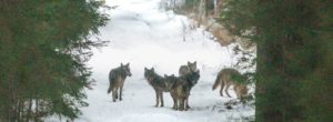 Wolves in Białowieża Forest - my photo