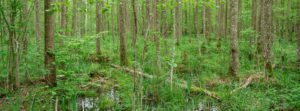 Alder carr in Białowieża Forest