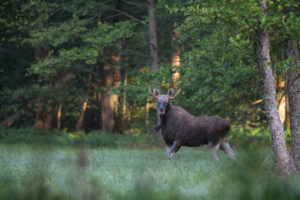 Moose in Białowieża Forest