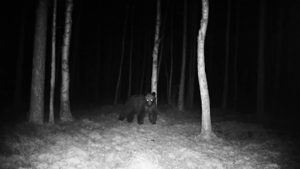 Białowieża Forest bear