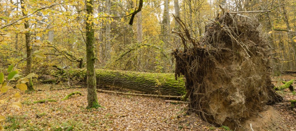 Fallen-tree-BNP