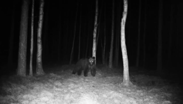 The story and science behind the recent appearance of a bear in Białowieża Forest