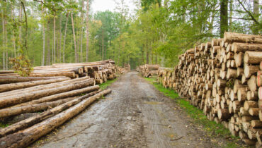 Poland to restart logging in Białowieża Primeval Forest