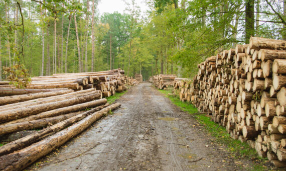 Poland to restart logging in Białowieża Primeval Forest