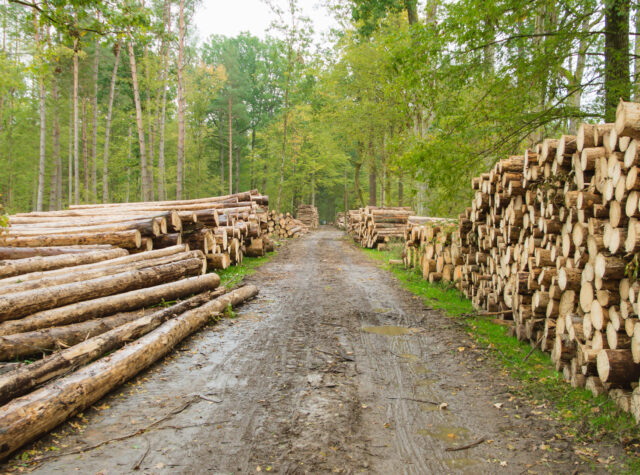 Poland to restart logging in Białowieża Primeval Forest