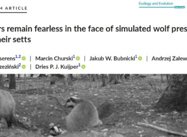 Our new paper: Badgers remain fearless in the face of simulated wolf presence near their setts