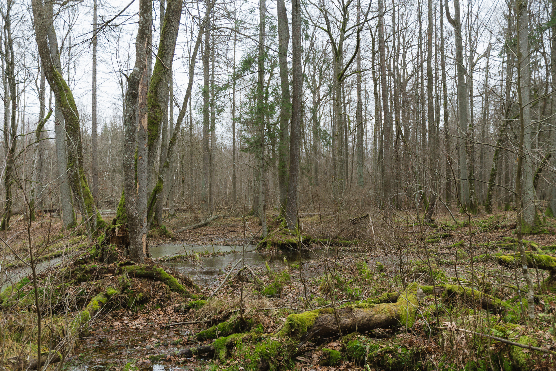 Białowieża old-growth forest