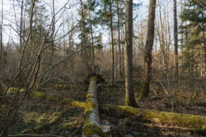Animal tracks in Białowieża Forest snow – wolf and ungulate sign in old-growth zone