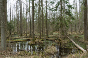 European bison in Białowieża Forest – reintroduced after near-extinction in the 20th century