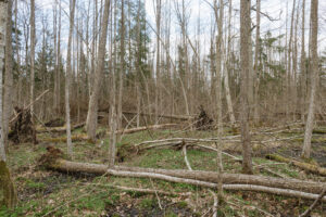 Forest floor ecology in Białowieża old-growth zone – fallen deadwood and natural regeneration