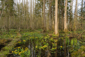 Bog forest in Białowieża old-growth zone – standing water and ancient trees