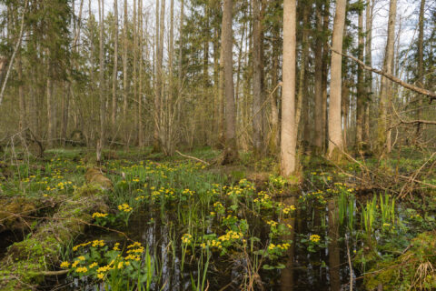 Bog forest in Białowieża old-growth zone – standing water and ancient trees