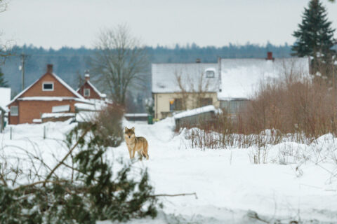 wolf_in_Białowieża